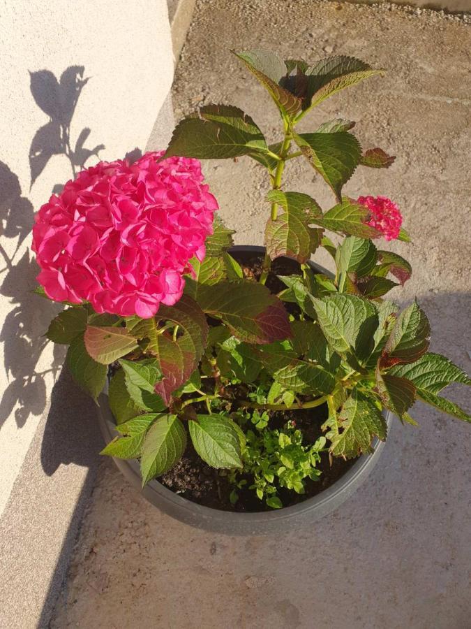 House Apartment Azra سراييفو المظهر الخارجي الصورة